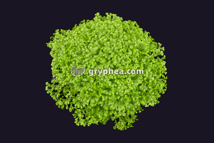 Sellaginelle (Sellaginella sp) - gryphea.com